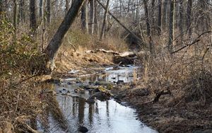 Preview wallpaper stream, water, stones, trees, bushes