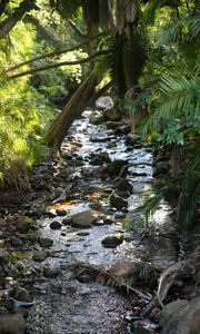 Preview wallpaper stream, water, stones, trees, nature