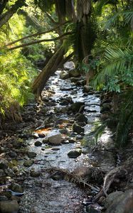 Preview wallpaper stream, water, stones, trees, nature
