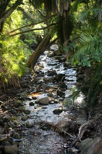 Preview wallpaper stream, water, stones, trees, nature