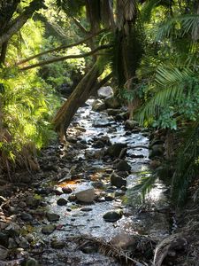 Preview wallpaper stream, water, stones, trees, nature