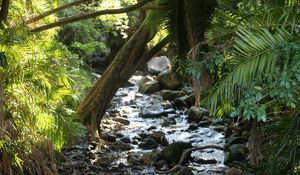 Preview wallpaper stream, water, stones, trees, nature