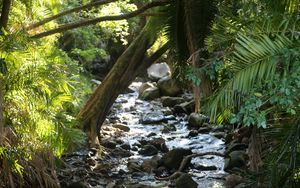 Preview wallpaper stream, water, stones, trees, nature