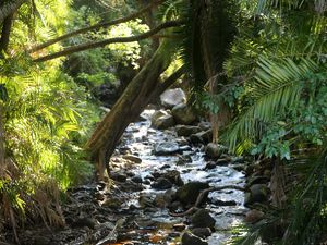 Preview wallpaper stream, water, stones, trees, nature