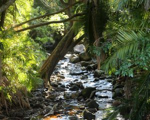 Preview wallpaper stream, water, stones, trees, nature