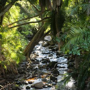 Preview wallpaper stream, water, stones, trees, nature