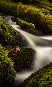 Preview wallpaper stream, water, tree, moss, long exposure