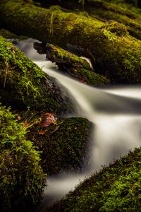 Preview wallpaper stream, water, tree, moss, long exposure