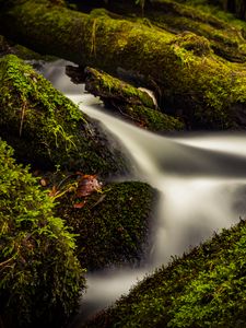 Preview wallpaper stream, water, tree, moss, long exposure