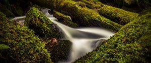 Preview wallpaper stream, water, tree, moss, long exposure