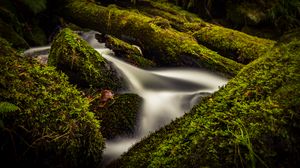 Preview wallpaper stream, water, tree, moss, long exposure