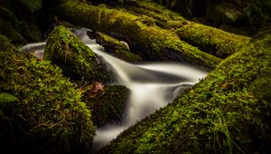 Preview wallpaper stream, water, tree, moss, long exposure