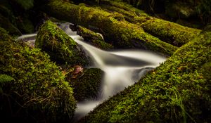 Preview wallpaper stream, water, tree, moss, long exposure