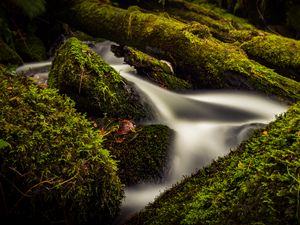 Preview wallpaper stream, water, tree, moss, long exposure