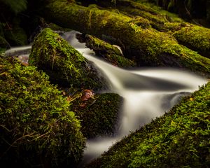 Preview wallpaper stream, water, tree, moss, long exposure