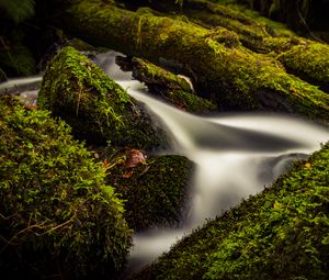 Preview wallpaper stream, water, tree, moss, long exposure