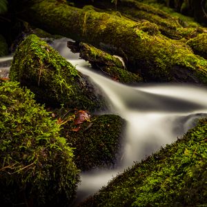 Preview wallpaper stream, water, tree, moss, long exposure