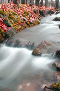 Preview wallpaper stream, wood, leaves, autumn, red