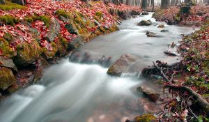 Preview wallpaper stream, wood, leaves, autumn, red