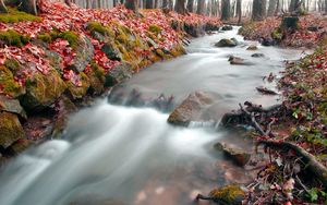 Preview wallpaper stream, wood, leaves, autumn, red