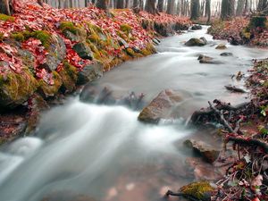 Preview wallpaper stream, wood, leaves, autumn, red