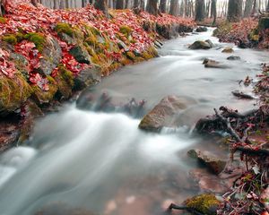 Preview wallpaper stream, wood, leaves, autumn, red