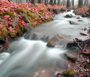 Preview wallpaper stream, wood, leaves, autumn, red