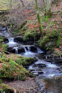 Preview wallpaper stream, wood, moss, leaves, trees, water