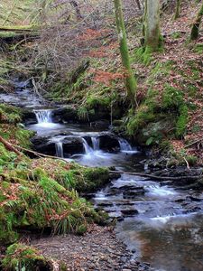 Preview wallpaper stream, wood, moss, leaves, trees, water