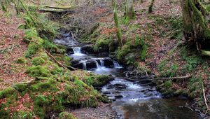 Preview wallpaper stream, wood, moss, leaves, trees, water