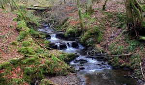 Preview wallpaper stream, wood, moss, leaves, trees, water