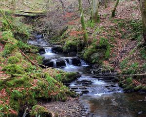 Preview wallpaper stream, wood, moss, leaves, trees, water