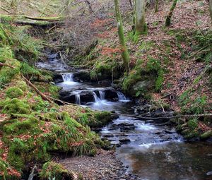 Preview wallpaper stream, wood, moss, leaves, trees, water