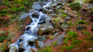 Preview wallpaper stream, wood, stones, leaves, moss, branches