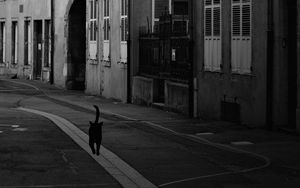 Preview wallpaper street, cat, bw, buildings, city, architecture