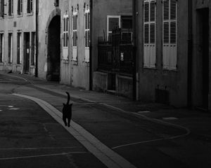 Preview wallpaper street, cat, bw, buildings, city, architecture