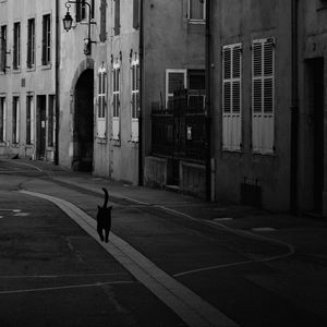 Preview wallpaper street, cat, bw, buildings, city, architecture