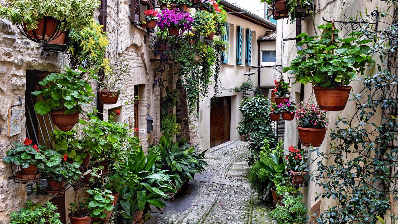 Wallpaper street, road, houses, flowers