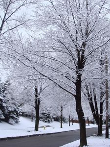 Preview wallpaper street, road, trees, hoarfrost