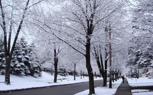 Preview wallpaper street, road, trees, hoarfrost