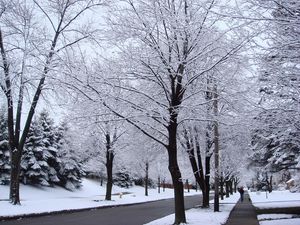 Preview wallpaper street, road, trees, hoarfrost