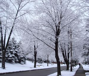 Preview wallpaper street, road, trees, hoarfrost