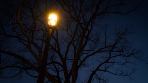 Preview wallpaper streetlight, tree, night, dark