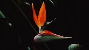 Preview wallpaper strelitzia, bird of paradise flower, flower, petals