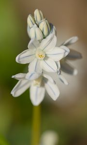 Preview wallpaper striped squill, flowers, petals, blur