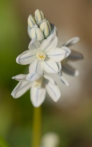 Preview wallpaper striped squill, flowers, petals, blur