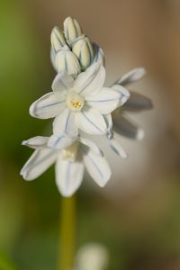 Preview wallpaper striped squill, flowers, petals, blur