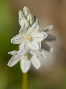 Preview wallpaper striped squill, flowers, petals, blur