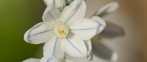 Preview wallpaper striped squill, flowers, petals, blur