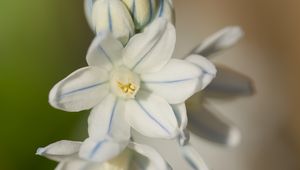 Preview wallpaper striped squill, flowers, petals, blur